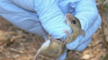 La nueva víctima se contagió al tomar contacto directo con una rata infectada.