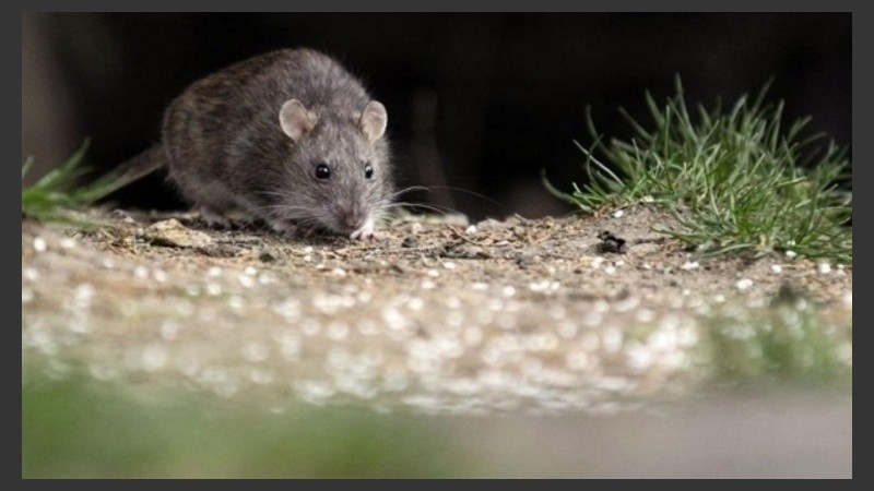 El contagio en Santa Fe fue por el contacto con roedores.