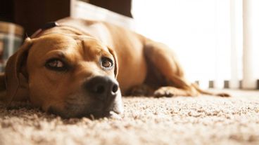 La terapia fue probada con éxito en 12 pacientes y ahora se extenderá a 90.