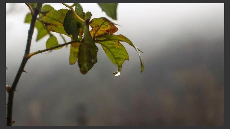 Las hojas verdes amanecieron mojadas. 