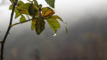 Las hojas verdes amanecieron mojadas.