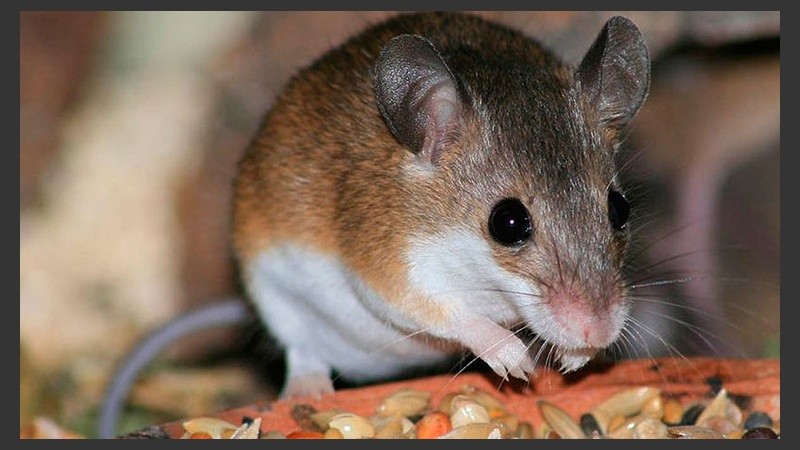 Recomiendan evitar la zona de Epuyén.