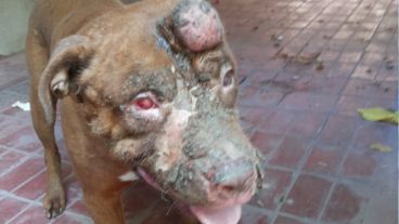 El pitbull quedó ciego por las quemaduras del ácido.