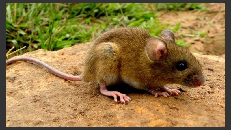 Para evitar la presencia del roedor, no acumular leña, escombros ni basura. 