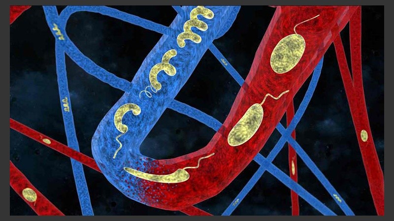 Fue diseñado por científicos suizos.