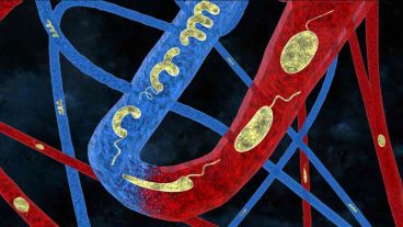 Fue diseñado por científicos suizos.