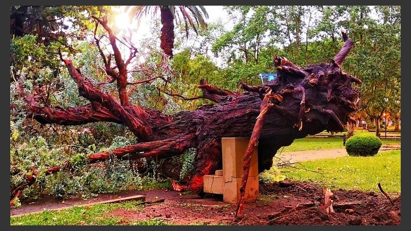 El eucalyptus fue plantado por Borges en la plaza de los mástiles.