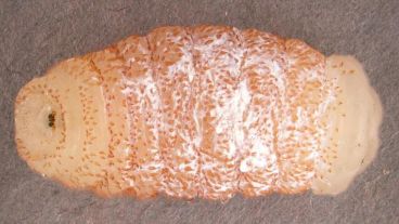 La larva de la familia Cordylobia rodhaini o mosca de Lund.