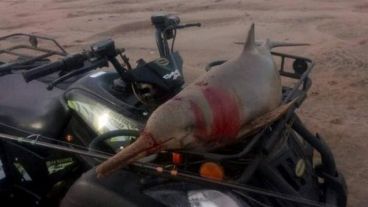 La foto del delfín causó indignación.