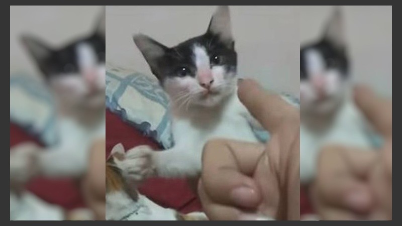 Luego de unos mimos, el michino 