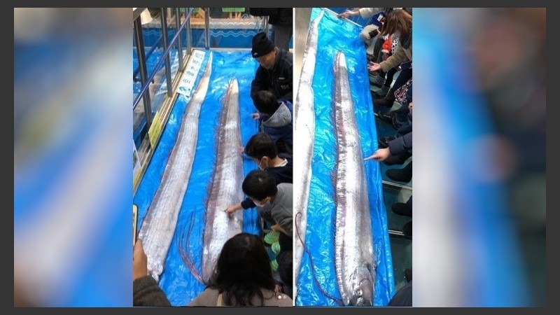 El remo es el pez óseo más largo del mundo y alcanza una longitud de hasta 17 metros.