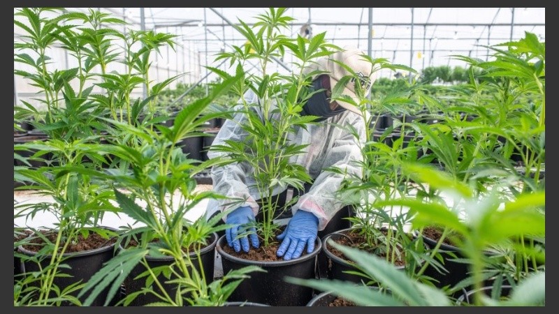 El país está alentando a los agricultores locales a cultivar cannabis.