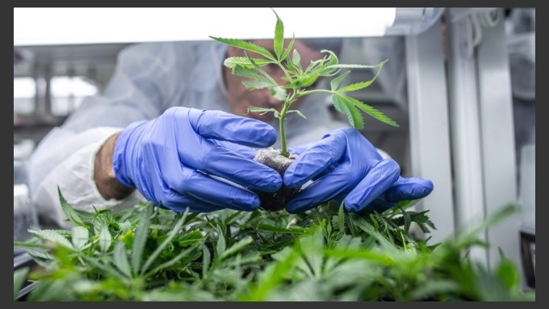 Avanzan las investigaciones sobre la genética del cannabis.
