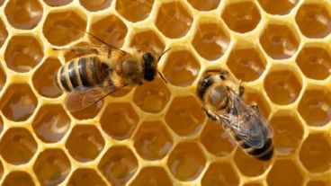 Las abejas saben sumar y restar, según la ciencia.