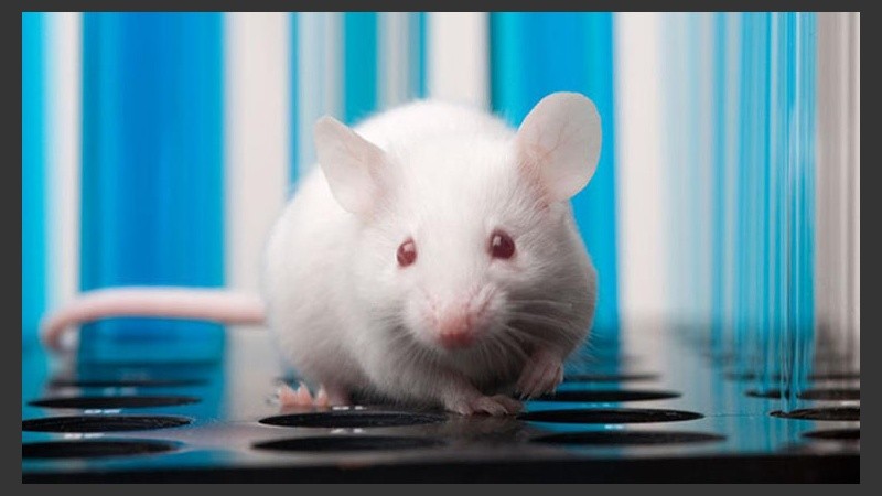 El desarrollo estuvo a cargo de científicos de la Universidad de Texas.