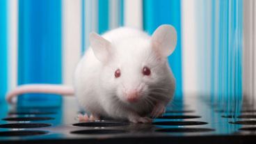 El desarrollo estuvo a cargo de científicos de la Universidad de Texas.