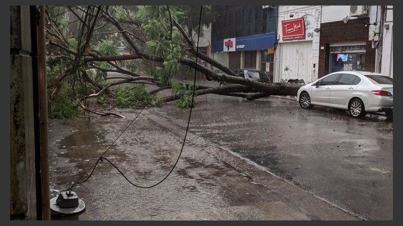 Árbol caído en 9 de julio entre Laprida y Buenos Aires.