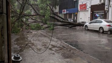 Árbol caído en 9 de julio entre Laprida y Buenos Aires.