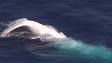La cola de una ballena blanca vista en Australia.