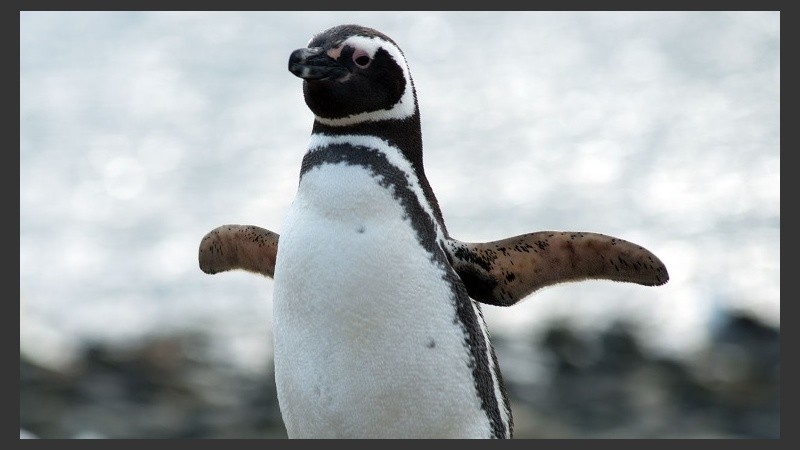 El pingüino fue llevado al zoológico de Córdoba temporalmente.