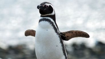 El pingüino fue llevado al zoológico de Córdoba temporalmente.