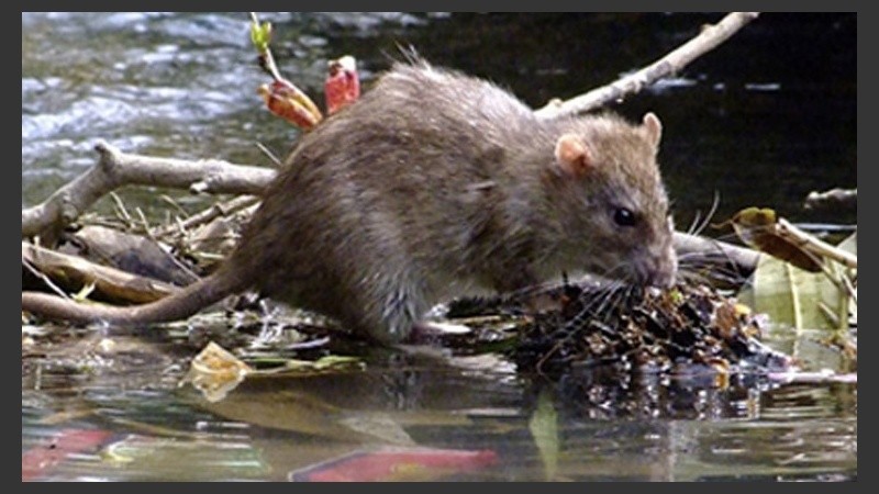 El virus transmitido por roedores se cobró una víctima fatal.