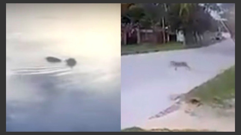 Todo terreno. El ejemplar llegó a la costa y se escabulló.