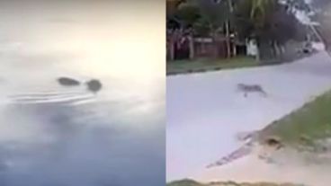 Todo terreno. El ejemplar llegó a la costa y se escabulló.