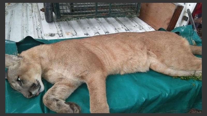 El puma anestesiado antes de ser liberado.