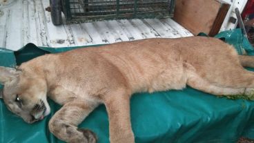 El puma anestesiado antes de ser liberado.
