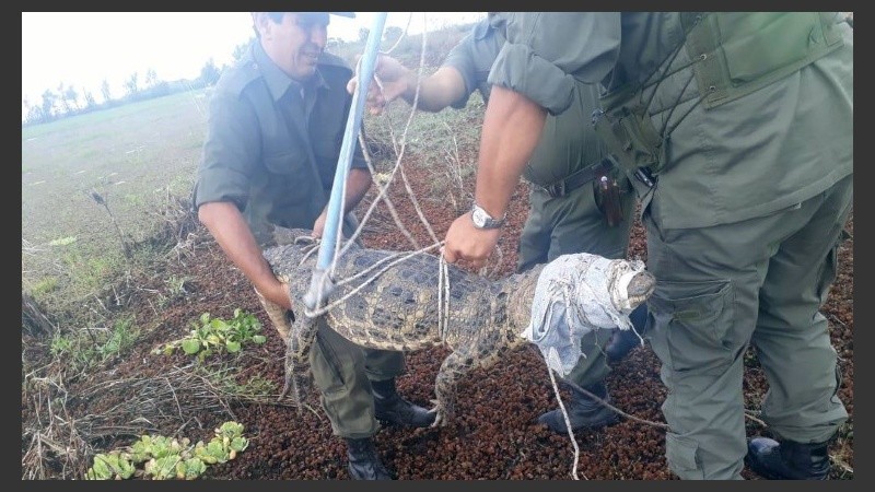 El yacaré rescatado muy cerca de Rosario. 