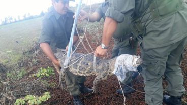 El yacaré rescatado muy cerca de Rosario.