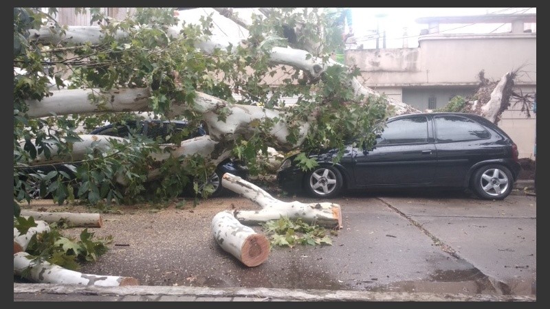 El Gol Trend azul fue aplastado por el árbol caído.