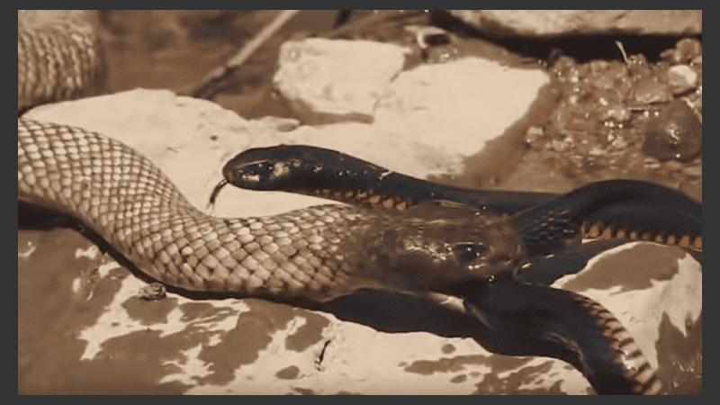 El momento de la feroz pelea.