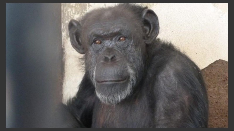La chimpancé Cecilia fue enviada a un santuario de Brasil en el año 2017.