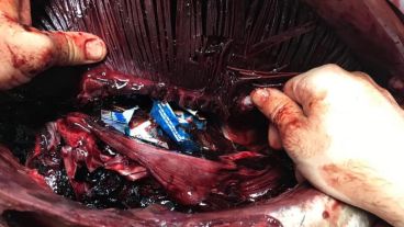 El hallazgo fue realizado en julio del año pasado.