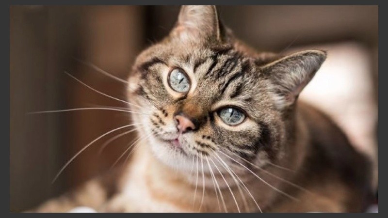 Especie no gregaria:pPara el veterinario Ricardo Bruno, 