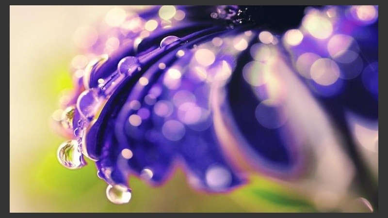 /img/2019/04/10/drops-morning-dew-flower-images-images-76684.jpg