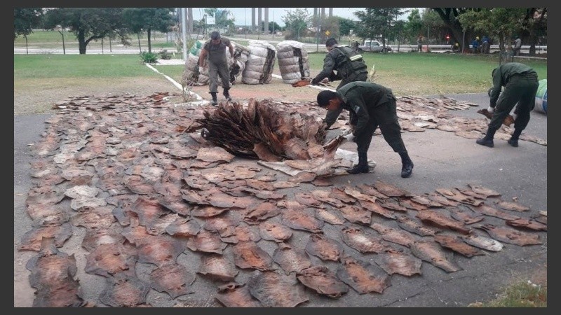 La impresionante cantidad de cueros de iguanas secuestrados.