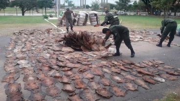 La impresionante cantidad de cueros de iguanas secuestrados.