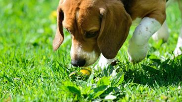 Los receptores olfativos de los perros son 10 mil veces más precisos que los humanos.