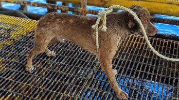 Fue llevado a tierra firme en barco y puesto al cuidado de la protectora de animales Watchdog Tailandia. 
