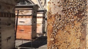 Cada colmena de Notre-Dame produce en promedio cada año 25 kilos de miel que es vendida al personal del templo.