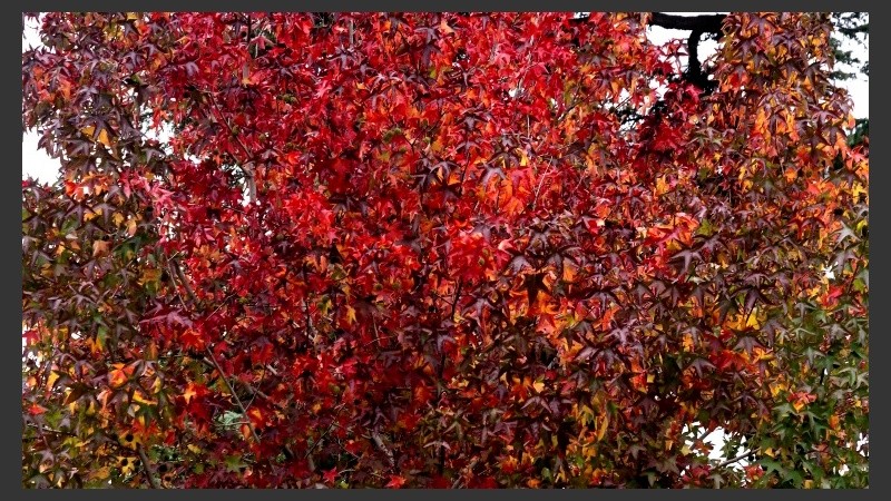 Además de embellecer y dar color, los árboles contribuyen a un ambiente más sustentable.