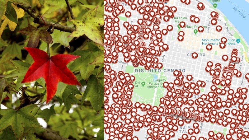 En Rosario hay 15.863 calles: existe un liquidambar cada dos cuadras.