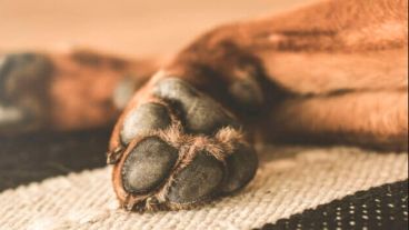 Isabel llevó su perro al Imusa.