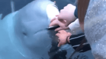 El momento en el que la ballena entrega el celular.