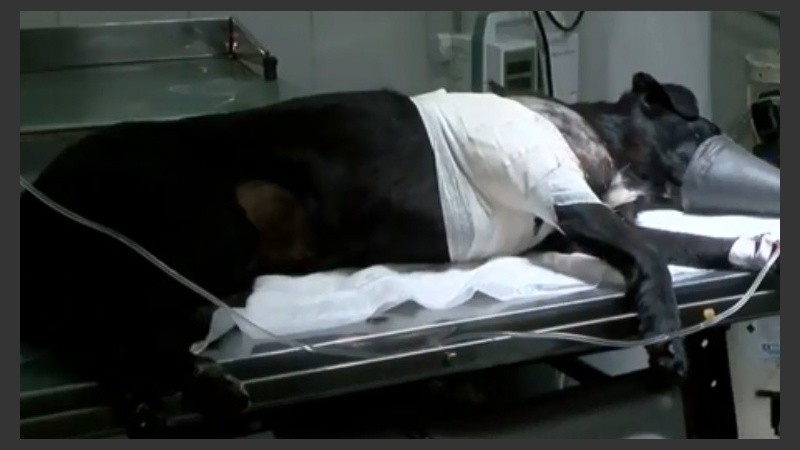 Perla, la perra de 7 años baleada en una riña entre vecinos, está grave.