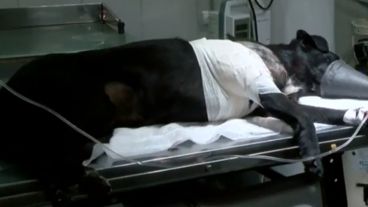 Perla, la perra de 7 años baleada en una riña entre vecinos, está grave.