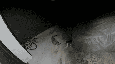 El momento de la pelea entre el gato y el coyote.